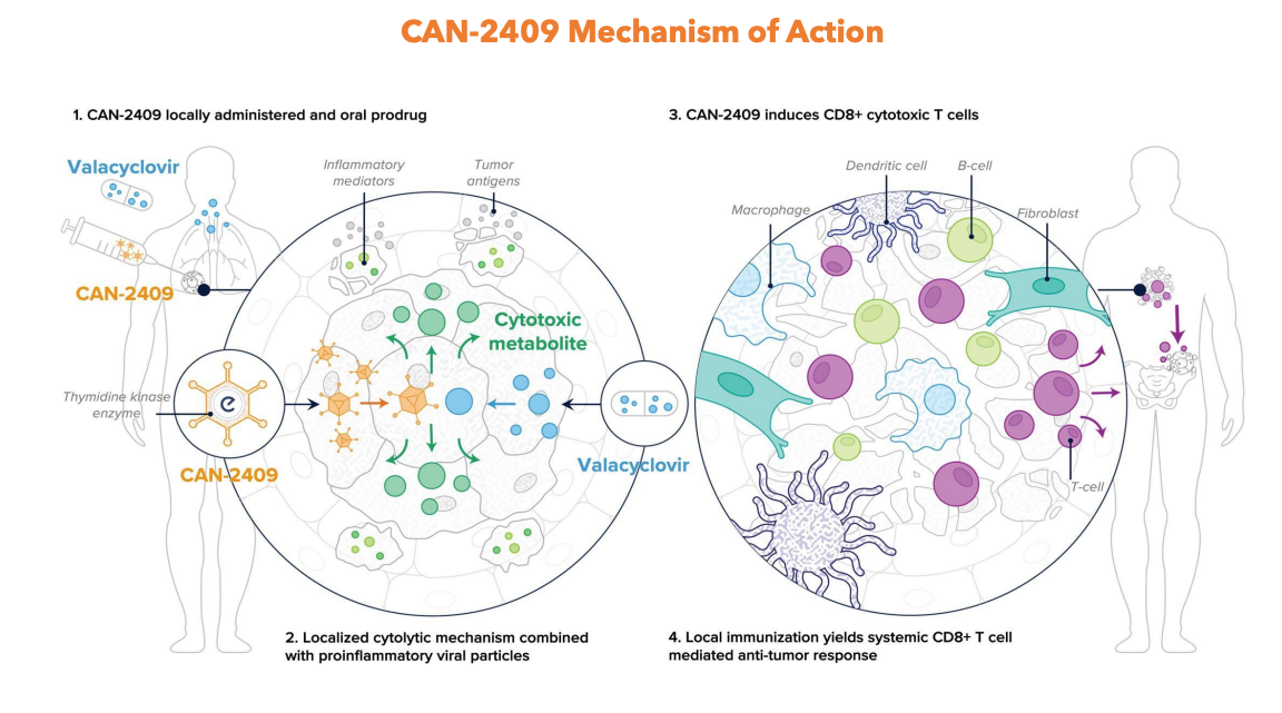 CAN-2409-MÉCANISME D'ACTION