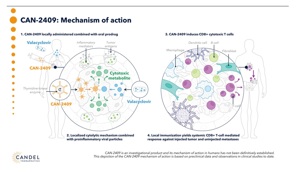 Análisis y Opinión por Diego García del Río: Candel Therapeutics ($CADL) 5 CAN 2409 MECHANISM OF ACTION